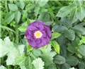 Rhapsody in blue